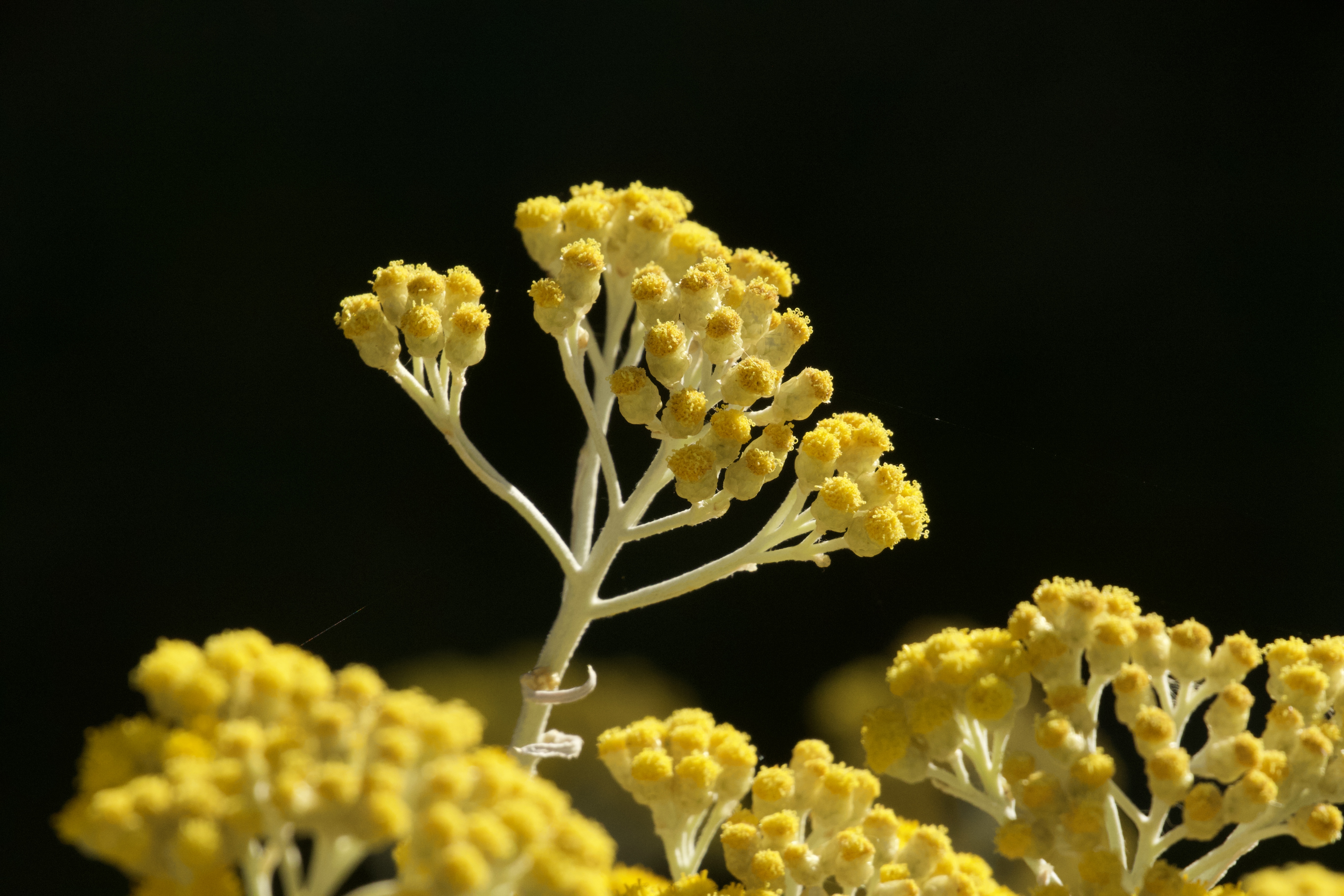 Sempreviva olorosa en flor (Helichrysum italicum)